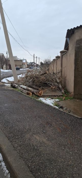 Тополь на дрова распиленный