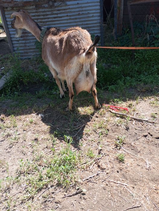 Продам козу двойную