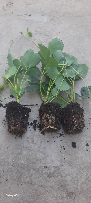 Solhyang  kochatlari sotiladi stakanda