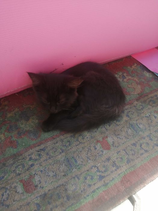 Отдам даром котят