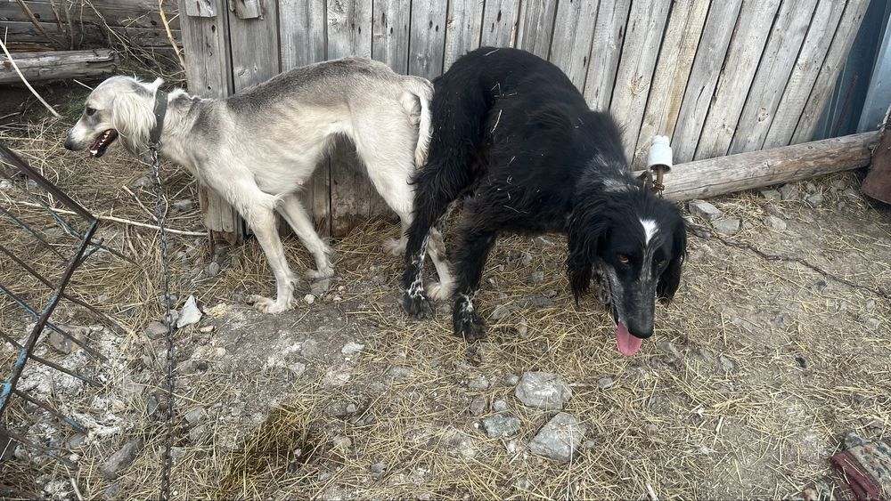 Тазы кушик 9 айлык