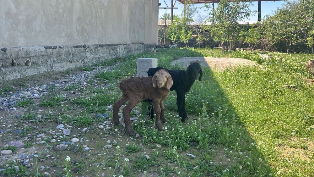 2 еркек гиссар козы