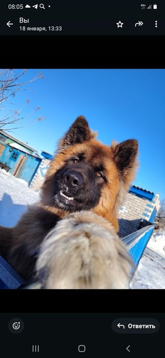 Щенки в надёжные руки