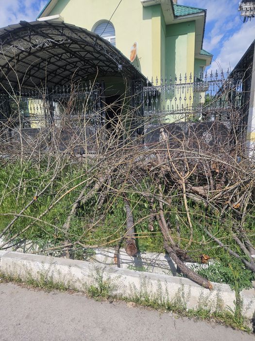 Дрова бесплатно  !