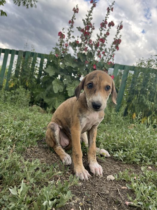 Тазы күшіктері ( щенки тазы)