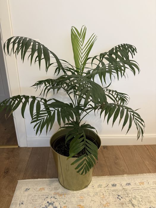 Planta palmier 1 metru Chamaedorea