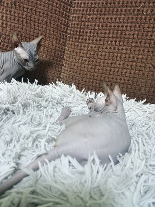 Продаются котята сфинксы