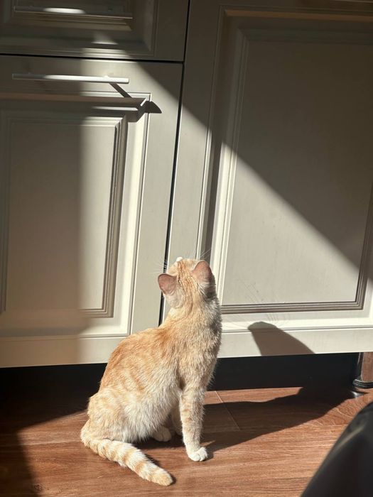 кошка бесплатно