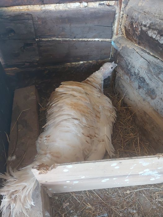 Продам плафон уличныйи индюка