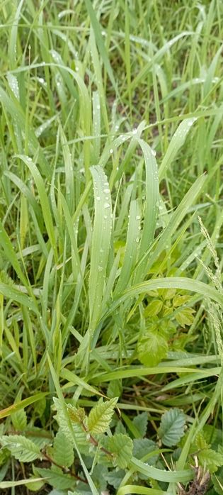 Продам дачный участок в СО Весна