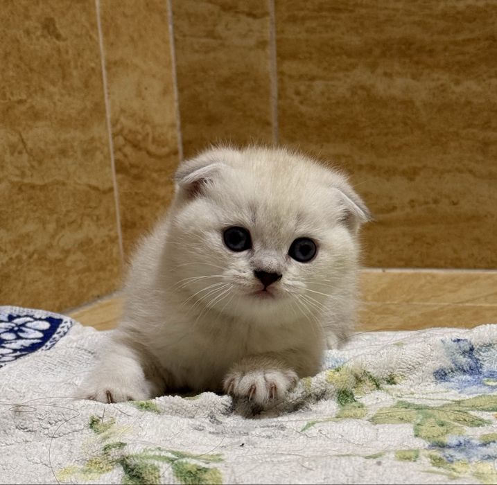 Скоттиш фолд и Скоттиш страйт