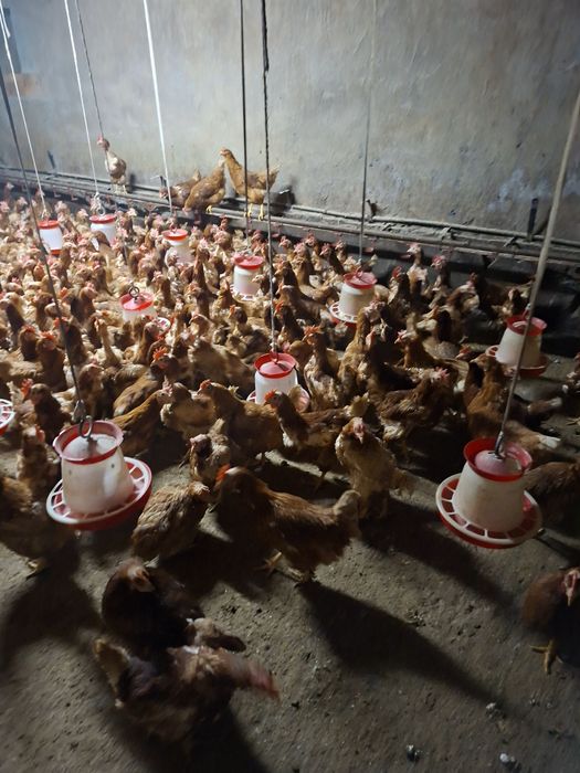 Gaini ouătoare  11 luni