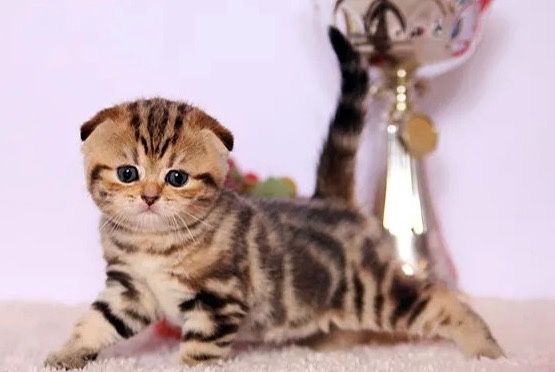 Шотландские котята Престиж