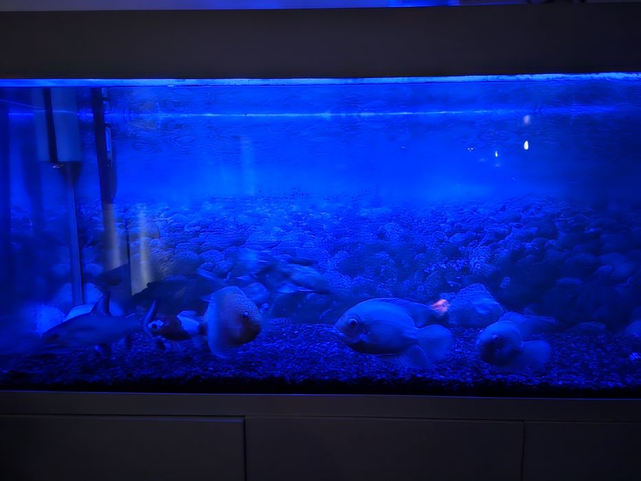 Аквариум -AKUAEL- 240 л.