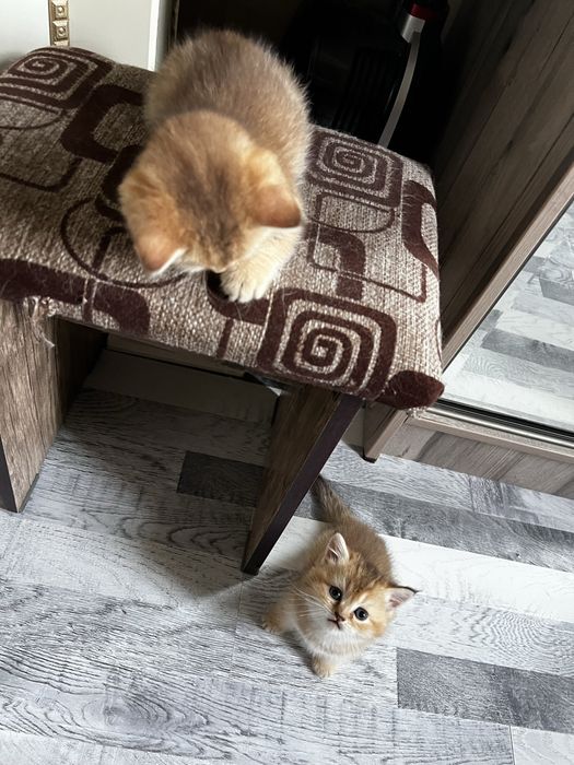Scottish straight Scottish fold Chinchilla (Shinshilla) mushula sotila
