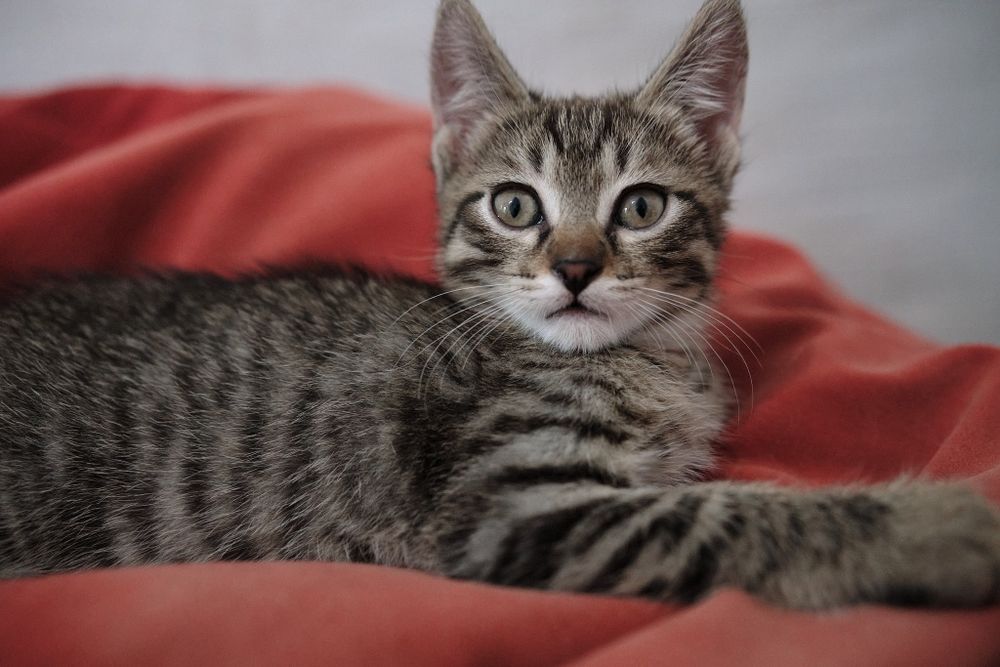 Котята 2 месяца.