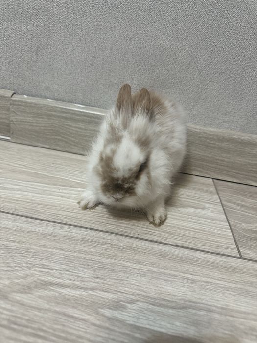 кролик декоративный