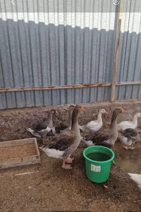 Продаются суточные гусята