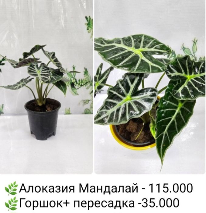 Алоказия  Локо и Алоказия Мандалай, Алоказия Бамбино