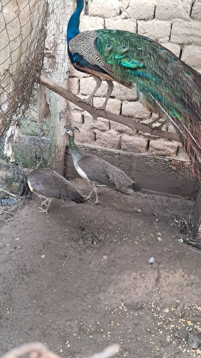 Павлин 5 жасар ана Павлин 5и4 жасар