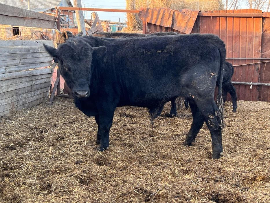 Продам быка ангус
