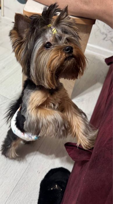 Йоркширский терьер