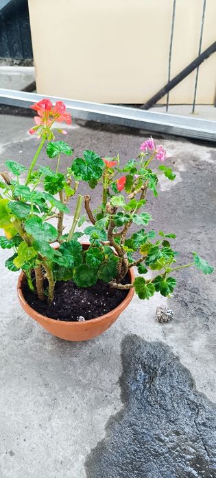 Продам цветок герань