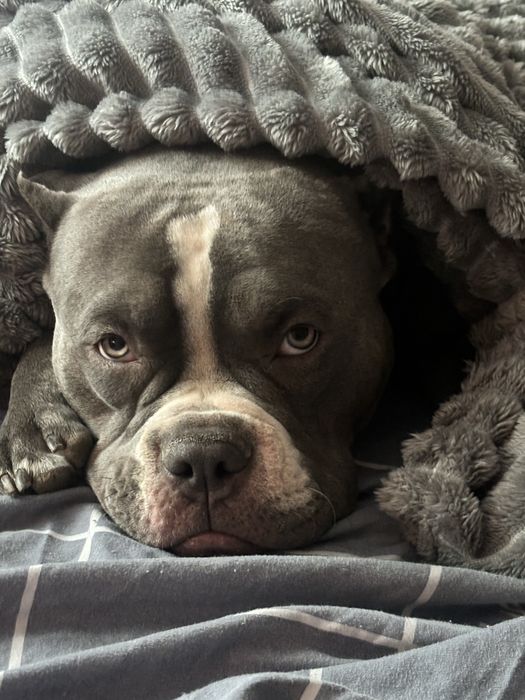 Вязка американский булли