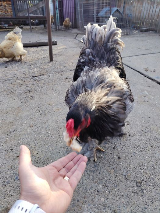 Ouă de brahma de la păsările din poze