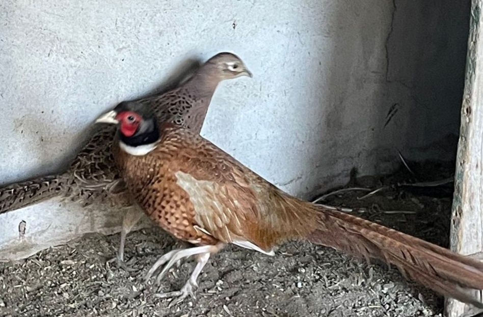 Морковный и Румынский фазан