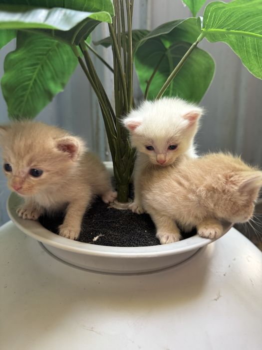 Котята ищут дом