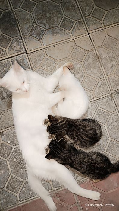 Котята Отдам бесплатно