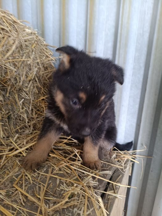 Щенки немецкой овчарки, девочки