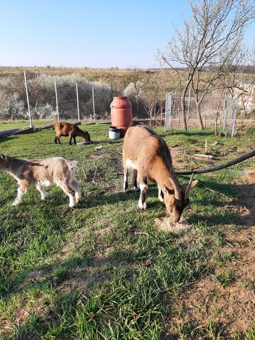 Capra de Camerun cu ieduț