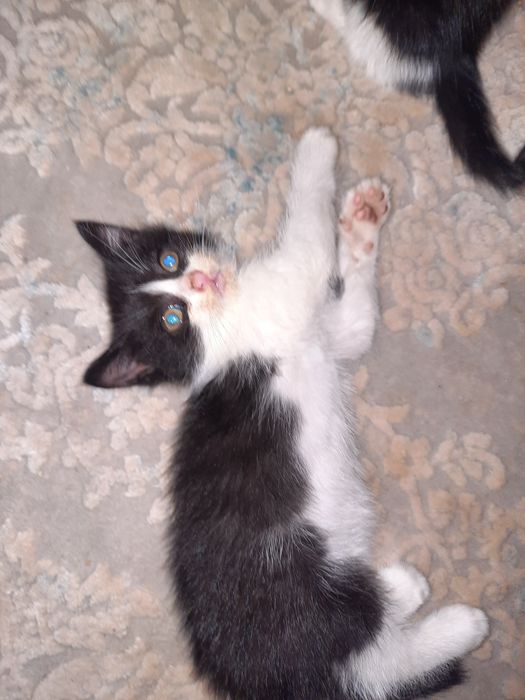 Котята в хорошие ручки