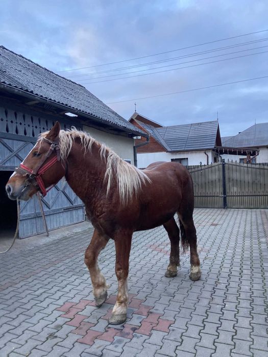 Mânz de vanzare vârstă 2 ani