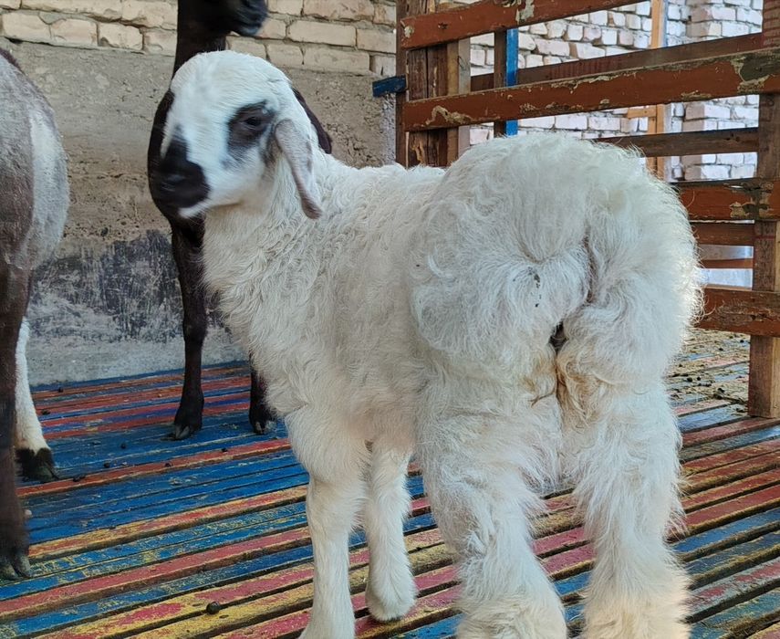 Эгиз мода барралар