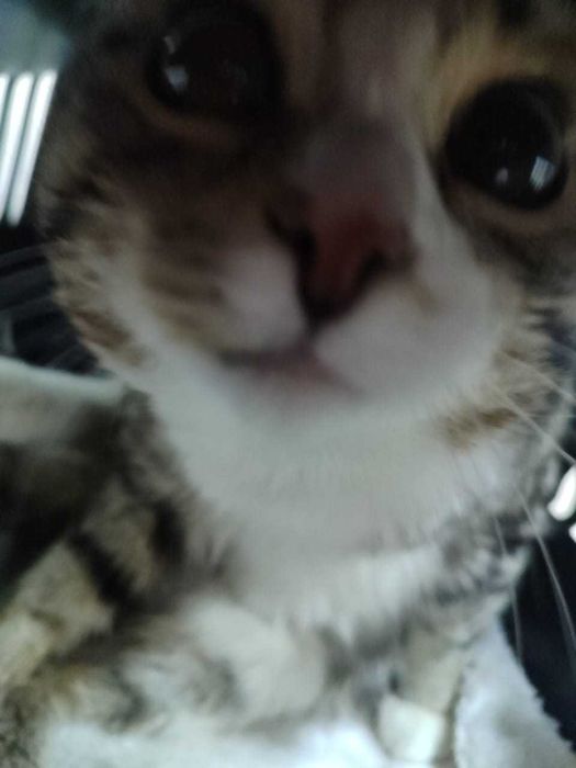 Котик в поисках дома