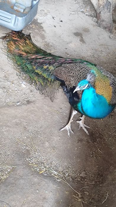 Павлин 3 года , самец