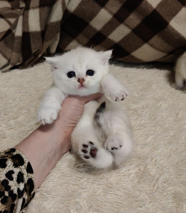 Котята Драгоценных Окрасов Алматы