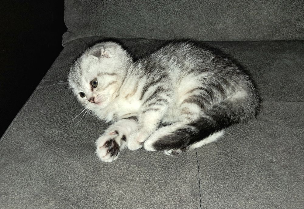 Котёнок. Девочка. Фолд