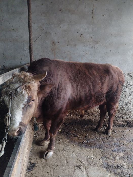 2 та Бука сотилади