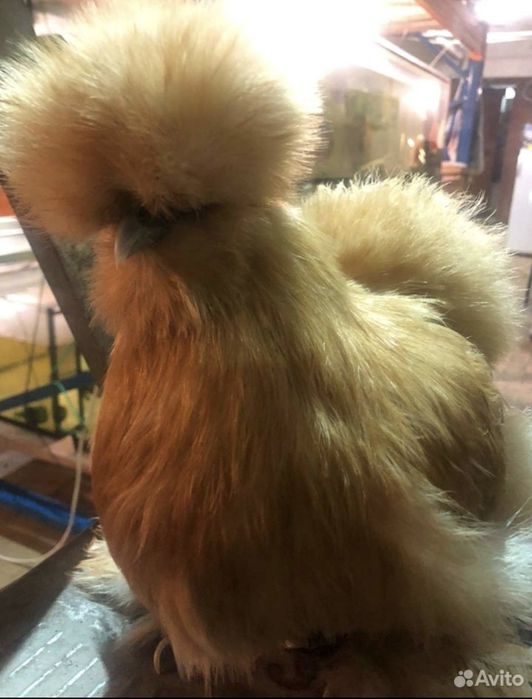 Тухум жужаларга заказ оламиз манзил шахрихон