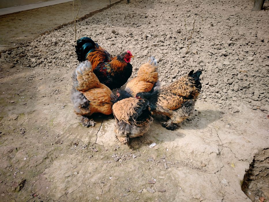 BRAMA Tovuq Tuxumlar Sotiladi Uruglangan Joja Ochirishga Tayyor Tuxum