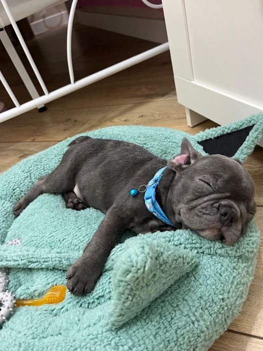 Продам Французский Бульдог