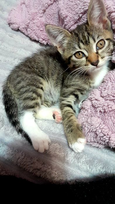 Отдам котенка  в добрые руки