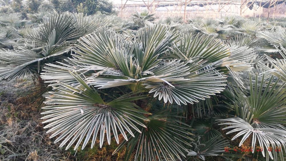 Пальма Трахикарпус Palma Trachycarpus gul