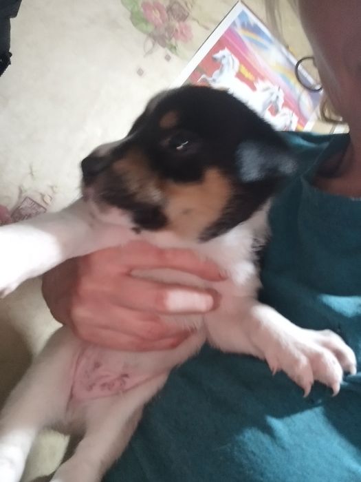 Щенки в добрые руки