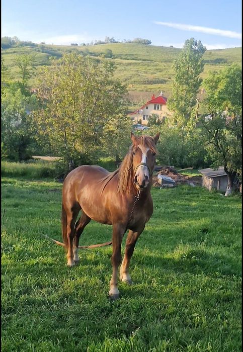 Vând armăsar 3 ani