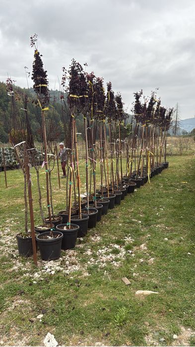 Mesteacan pendular ,catalpa  globulara ,  prunus pisardi